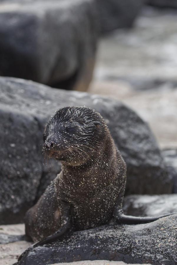 Suite Cielo, Discover The Magic Of Galapagos Puerto Baquerizo Moreno Exterior photo
